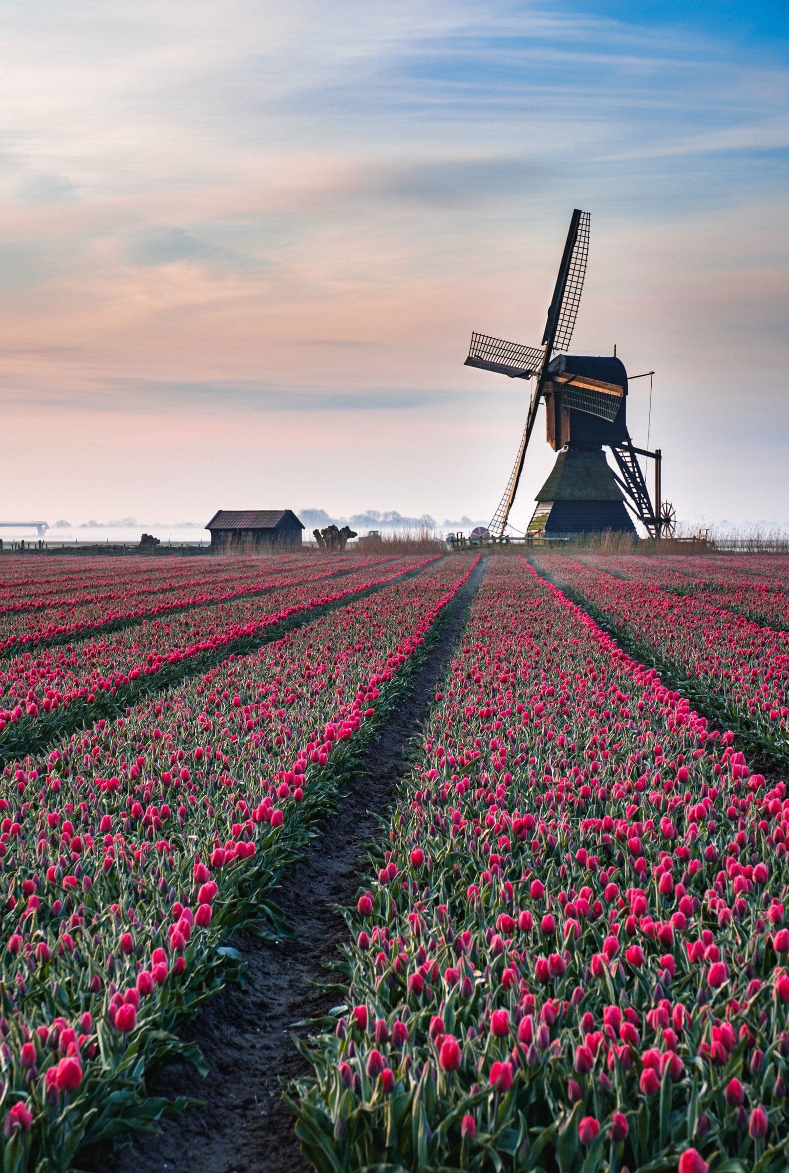 A windmill behind rows of pink tulips in morning mist